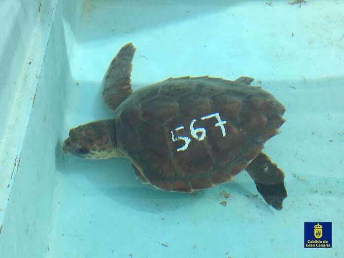 La falta de una aleta afecta a las hembras cuando van a desovar y a los machos cuando van a copular (Foto TA)